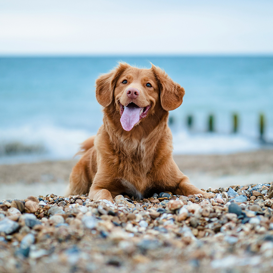 Giv din hund den bedste hverdag