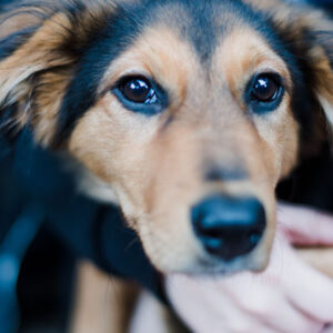 Jeg træner din hund – 1× om ugen