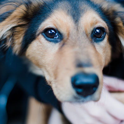 Jeg træner din hund – 1× om ugen