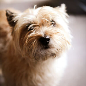 Jeg træner din hund – 2× om ugen