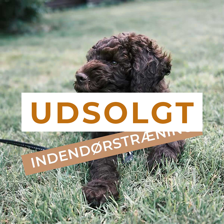 Hvalpetræning - 5 gange - Lørdage Start 6 december - Kl. 10:00 - 10:50