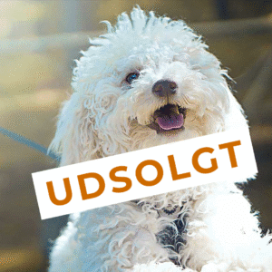 Hundetræning Begynder - 5 gange - Lørdage Start 22 november– Kl. 12:00 - 12:50