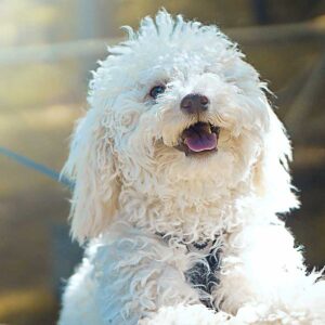 Hundetræning Begynder - 5 gange - Trsdage Start 17 marts– Kl. 17:00 - 17:50