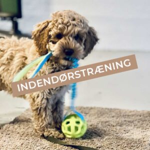 Hvalpetræning - 5 gange - Torsdage Start 4 december - Kl. 16:00 - 16:50