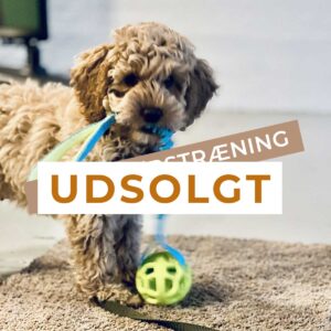 Hvalpetræning - 5 gange - Lørdage Start 6 december - Kl. 10:00 - 10:50