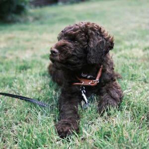 Hvalpetræning - 5 gange - Søndage Start 17 maj - Kl. 16:00 - 16:50