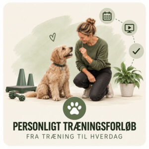 Personligt træningsforløb - Voksen Hund